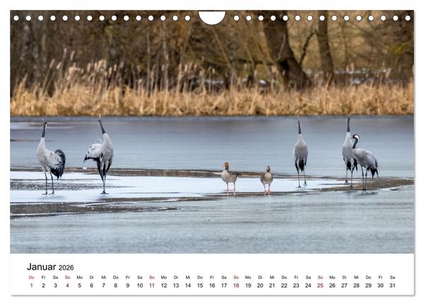 Produktbild: Kraniche im Erzgebirge (Wandkalender 2026 DIN A4 quer), CALVENDO Monatskalender