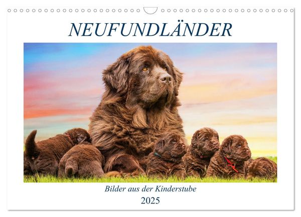 Neufundländer - Bilder aus der Kinderstube (Wandkalender 2025 DIN A3 quer), CALVENDO Monatskalender