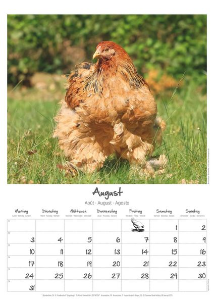 Produktbild: Hühner Kalender im Format 29,7 x 42