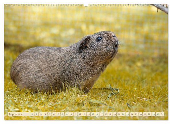 Produktbild: MEERSCHWEINCHEN neugierig - s&uuml;&szlig; - liebenswert (Wandkalender 2026 DIN A2 quer), CALVENDO Monatskalender