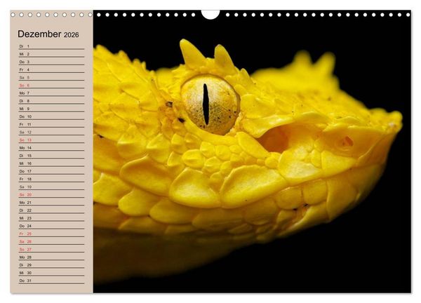 Produktbild: Giftschlangen (Wandkalender 2026 DIN A3 quer), CALVENDO Monatskalender