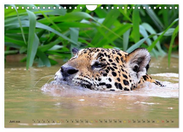 Produktbild: Jaguare im Pantanal (Wandkalender 2026 DIN A4 quer), CALVENDO Monatskalender