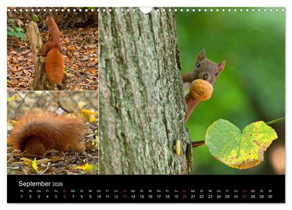 Produktbild: Wilde Eichh&ouml;rnchenwelt! (Wandkalender 2026 DIN A3 quer), CALVENDO Monatskalender