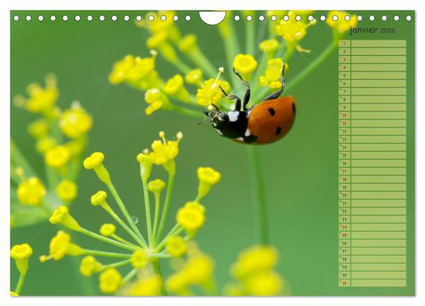 Produktbild: Coccinelles rouges &agrave; points noirs (Calendrier mural 2026 DIN A4 vertical), CALVENDO calendrier mensuel