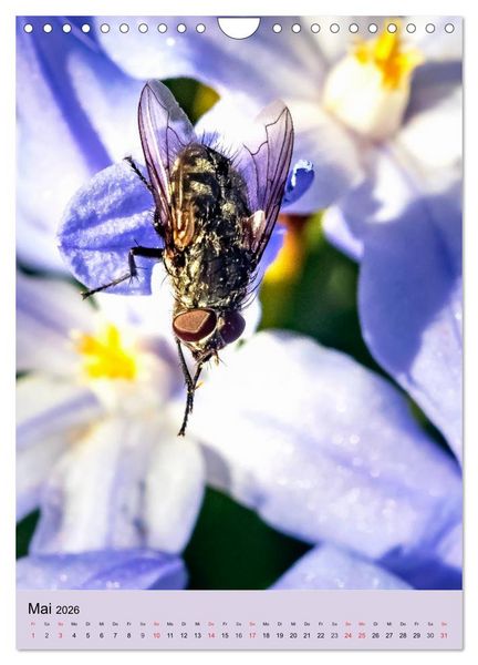 Produktbild: INSEKTENWELT - Heimische N&uuml;tzlinge ganz nah (Wandkalender 2026 DIN A4 hoch), CALVENDO Monatskalender