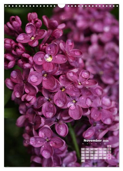 Produktbild: Fliederbl&uuml;te (Wandkalender 2026 DIN A3 hoch), CALVENDO Monatskalender