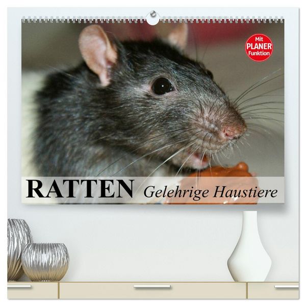 Produktbild: Ratten. Gelehrige Haustiere (hochwertiger Premium Wandkalender 2026 DIN A2 quer), Kunstdruck in Hochglanz