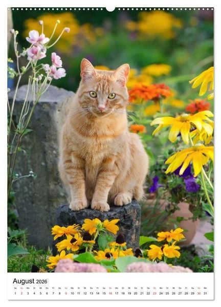 Produktbild: COUNTRY CATS (hochwertiger Premium Wandkalender 2026 DIN A2 hoch), Kunstdruck in Hochglanz