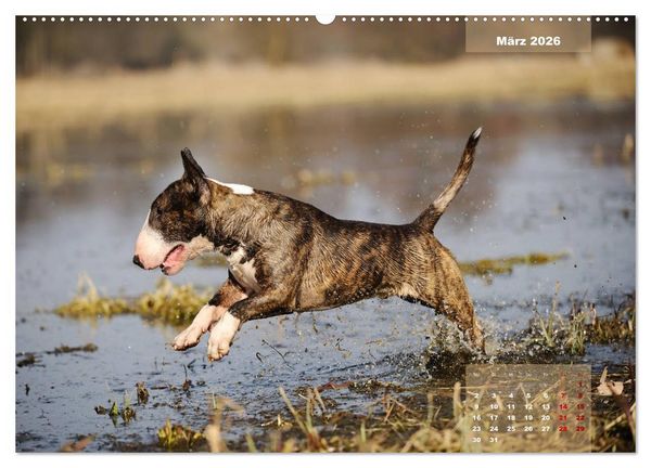 Produktbild: Bullterrier 2026 Frech und fr&ouml;hlich durch das Jahr (Wandkalender 2026 DIN A2 quer), CALVENDO Monatskalender