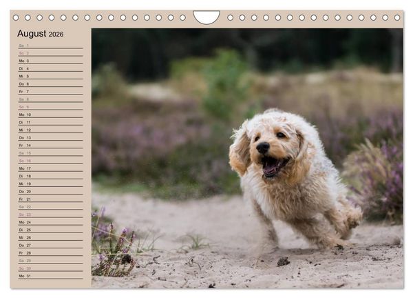Produktbild: Ein Labradoodle-Welpe in der Heide (Wandkalender 2026 DIN A4 quer), CALVENDO Monatskalender