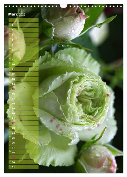 Produktbild: Rosen f&uuml;r DICH / Geburtstagskalender (Wandkalender 2026 DIN A3 hoch), CALVENDO Monatskalender