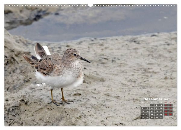 Produktbild: Limikolen - Watv&ouml;gel Europas (Wandkalender 2027 DIN A2 quer), CALVENDO Monatskalender