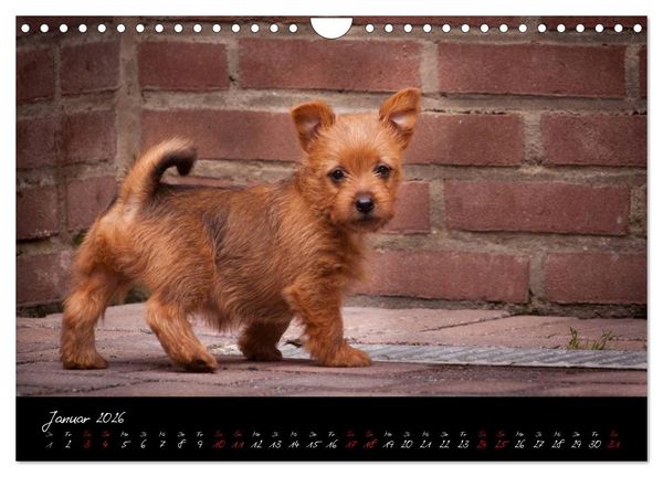 Produktbild: Australian Terrier Welpen (Wandkalender 2026 DIN A4 quer), CALVENDO Monatskalender