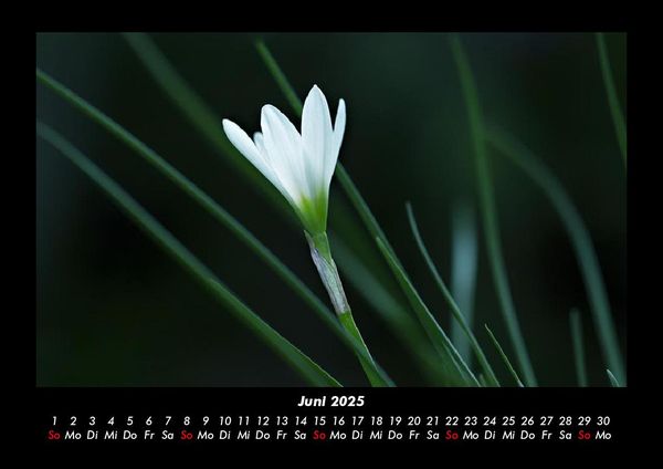 Produktbild: Blumentr&auml;ume 2025 Fotokalender DIN A3