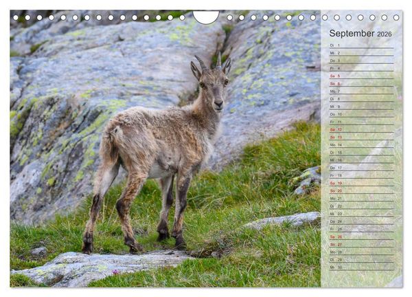 Produktbild: Bergk&ouml;nige - Steinb&ouml;cke im Blickpunkt der Naturfotografie (Wandkalender 2026 DIN A4 quer), CALVENDO Monatskalender