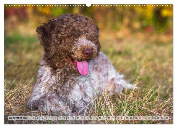 Produktbild: Lagotto Romagnolo - Ein Hund zum Verlieben (hochwertiger Premium Wandkalender 2026 DIN A2 quer), Kunstdruck in Hochglanz