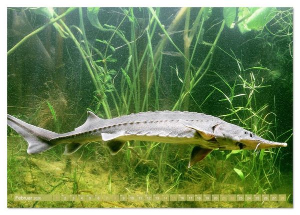Produktbild: Forelle, Hecht und St&ouml;r: Fische in europ&auml;ischen Gew&auml;ssern (Tischkalender 2026 DIN A5 quer), CALVENDO Monatskalender