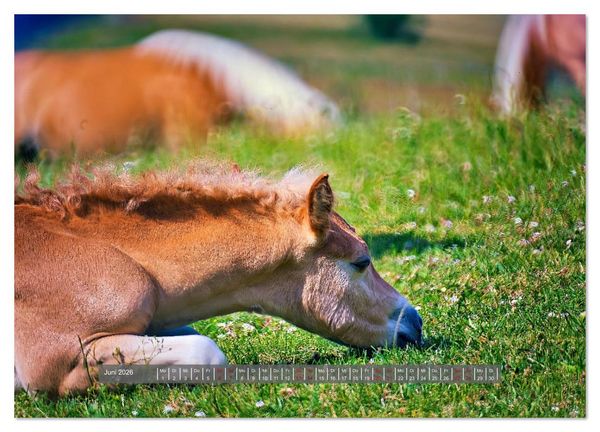 Produktbild: Die besonderen Haflinger-Pferde (hochwertiger Premium Wandkalender 2026 DIN A2 quer), Kunstdruck in Hochglanz