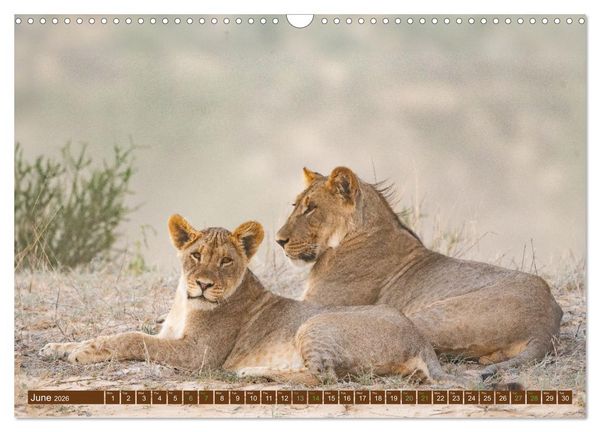 Produktbild: Lions of Southern Africa (Wall Calendar 2026 DIN A3 landscape), CALVENDO 12 Month Wall Calendar