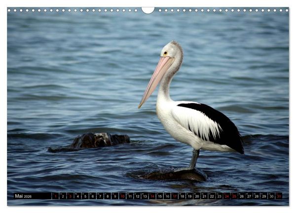Produktbild: Kangaroo Island (Wandkalender 2026 DIN A3 quer), CALVENDO Monatskalender