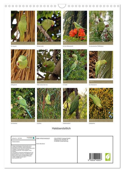 Produktbild: Halsbandsittich (Wandkalender 2026 DIN A3 hoch), CALVENDO Monatskalender