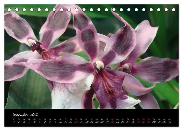 Produktbild: Farbenreiche Orchideen (Tischkalender 2026 DIN A5 quer), CALVENDO Monatskalender