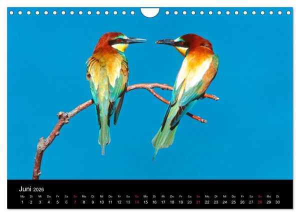 Produktbild: V&ouml;gel (Wandkalender 2026 DIN A4 quer), CALVENDO Monatskalender
