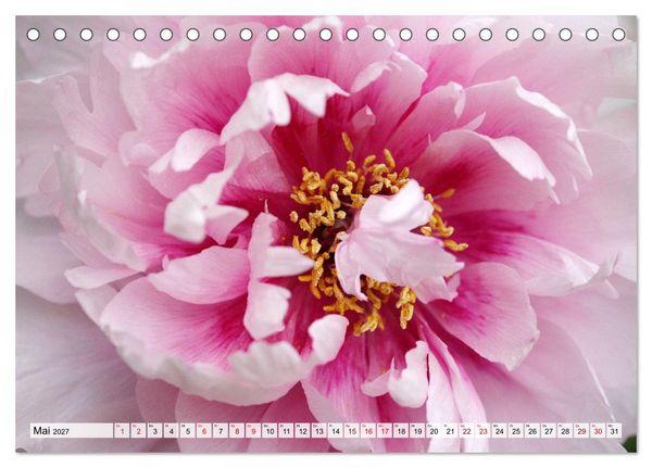 Produktbild: Herzensblumen (Tischkalender 2027 DIN A5 quer), CALVENDO Monatskalender