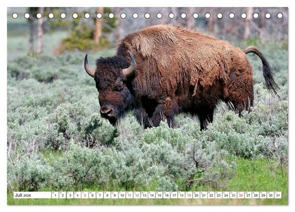 Produktbild: TATONKA Der nordamerikanische Bison (Tischkalender 2026 DIN A5 quer), CALVENDO Monatskalender