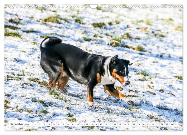 Produktbild: Appenzeller Sennenhunde (Wandkalender 2026 DIN A3 quer), CALVENDO Monatskalender