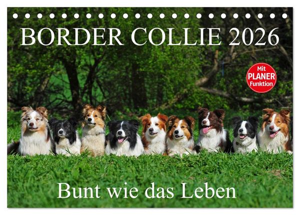 Produktbild: Border Collie 2026 (Tischkalender 2026 DIN A5 quer), CALVENDO Monatskalender