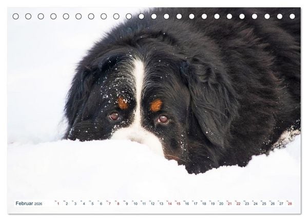 Produktbild: Berner Sennenhund - Ein Traum auf vier Pfoten (Tischkalender 2026 DIN A5 quer), CALVENDO Monatskalender