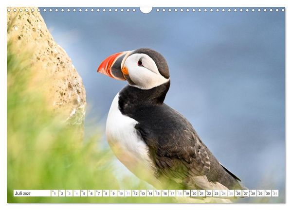 Produktbild: Islands Papageientaucher (Wandkalender 2027 DIN A3 quer), CALVENDO Monatskalender