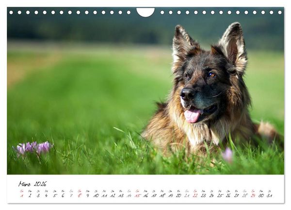 Produktbild: Zauberhafte Langhaar Sch&auml;ferhunde (Wandkalender 2026 DIN A4 quer), CALVENDO Monatskalender
