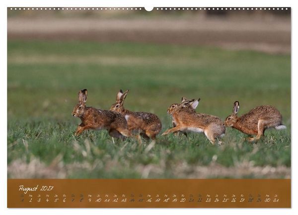 Produktbild: Feldhasen in H&ouml;chstform (hochwertiger Premium Wandkalender 2027 DIN A2 quer), Kunstdruck in Hochglanz