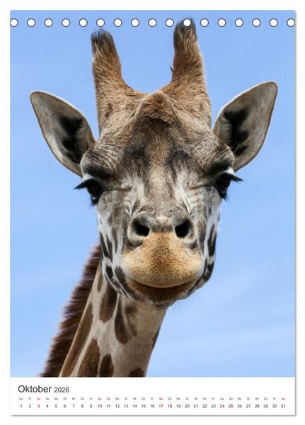 Produktbild: Giraffe - Bemerkenswerte Tiere. (Tischkalender 2026 DIN A5 hoch), CALVENDO Monatskalender