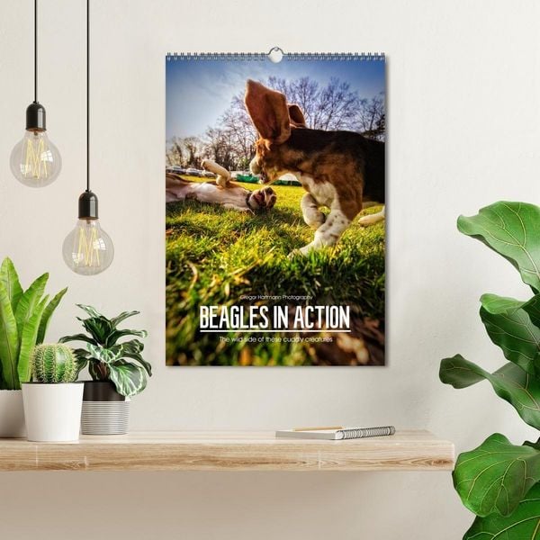 Produktbild: Beagles in action (Wall Calendar 2027 DIN A3 portrait), CALVENDO 12 Month Wall Calendar