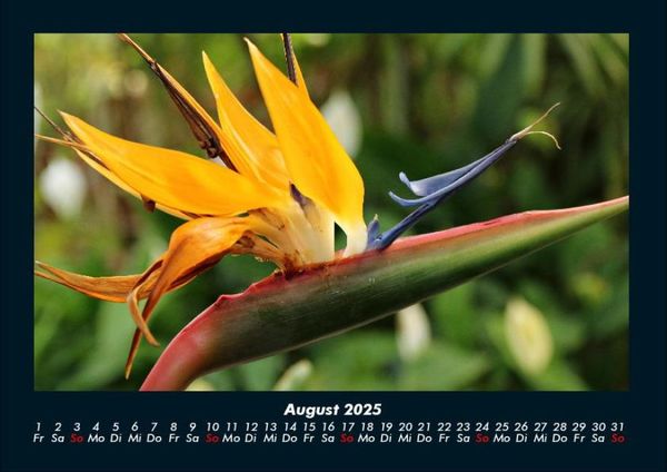 Produktbild: Blumenzauber 2025 Fotokalender DIN A4
