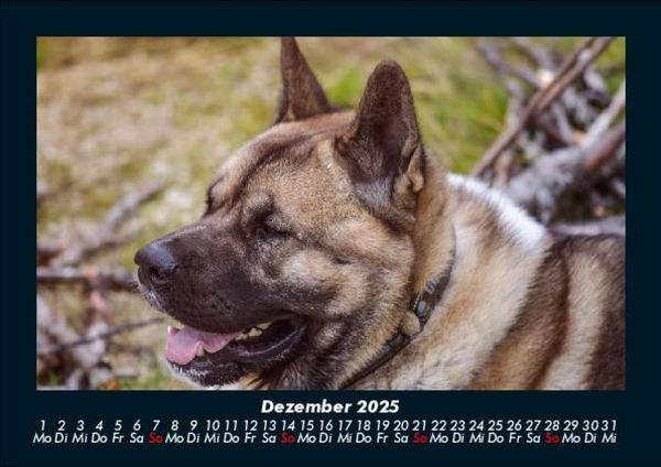 Produktbild: Der Hundekalender 2025 Fotokalender DIN A5