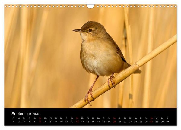 Produktbild: V&ouml;gel (Wandkalender 2026 DIN A3 quer), CALVENDO Monatskalender