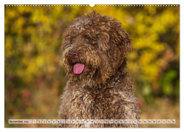 Produktbild: Lagotto Romagnolo - Ein Hund zum Verlieben (hochwertiger Premium Wandkalender 2026 DIN A2 quer), Kunstdruck in Hochglanz