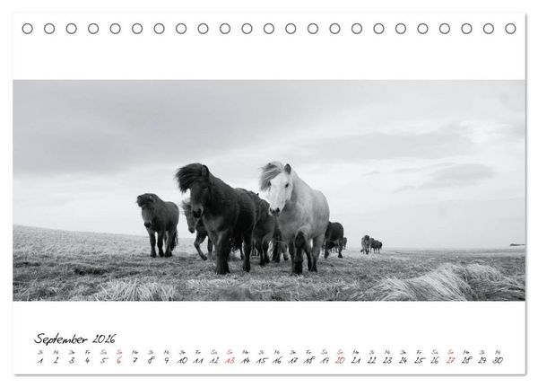 Produktbild: Islandpferde von Brimilsvellir (Tischkalender 2026 DIN A5 quer), CALVENDO Monatskalender