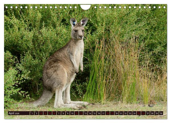 Produktbild: Traumpfade Australien (Wandkalender 2026 DIN A4 quer), CALVENDO Monatskalender