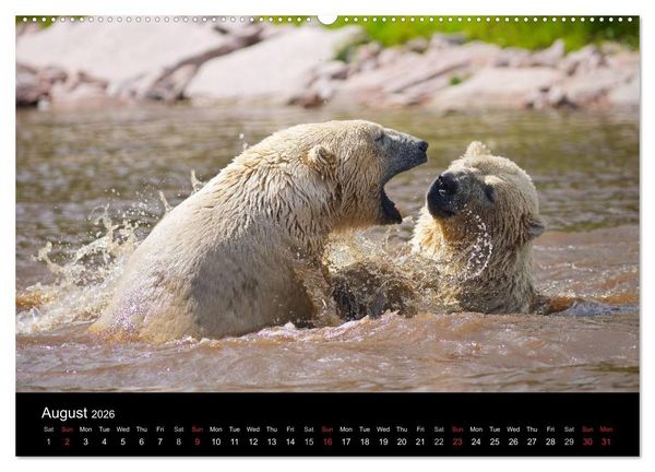 Produktbild: POLAR BEARS - ARCTIC LEGENDS (High Quality Premium Wall Calendar 2026 DIN A2 landscape),CALVENDO 12 Month Wall Calendar