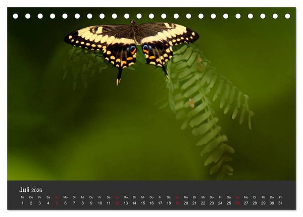 Produktbild: Schmetterlinge (Tischkalender 2026 DIN A5 quer), CALVENDO Monatskalender