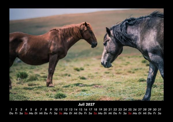 Produktbild: Die Welt der Pferde 2027 Fotokalender DIN A3
