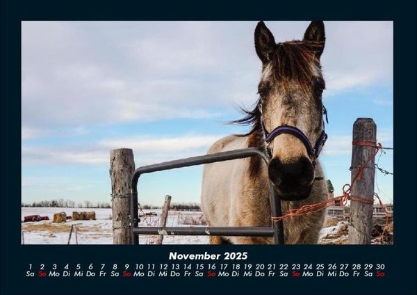 Produktbild: Die Welt der Pferde 2025 Fotokalender DIN A4