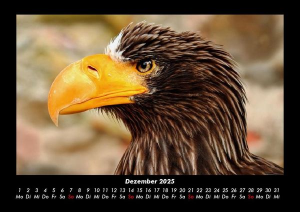 Produktbild: Adler 2025 Fotokalender DIN A3
