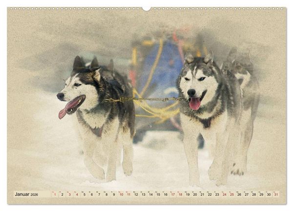 Produktbild: Schlittenhunde 2026 (Wandkalender 2026 DIN A2 quer), CALVENDO Monatskalender
