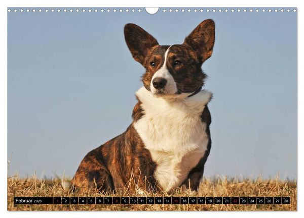 Produktbild: Welsh Corgi - Kobold auf 4 Pfoten (Wandkalender 2026 DIN A3 quer), CALVENDO Monatskalender